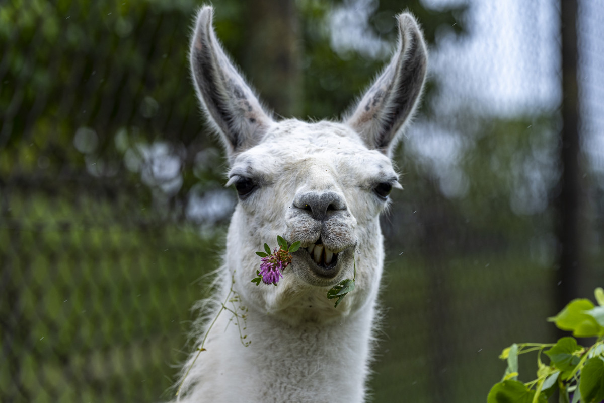 Llama