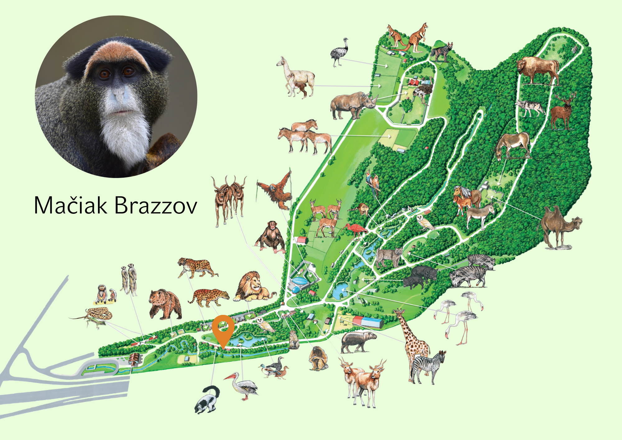 ZOO Mačiak Brazzov Exhibition