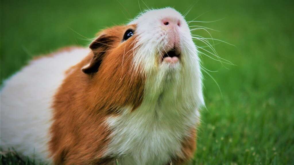 Domestic guinea pig