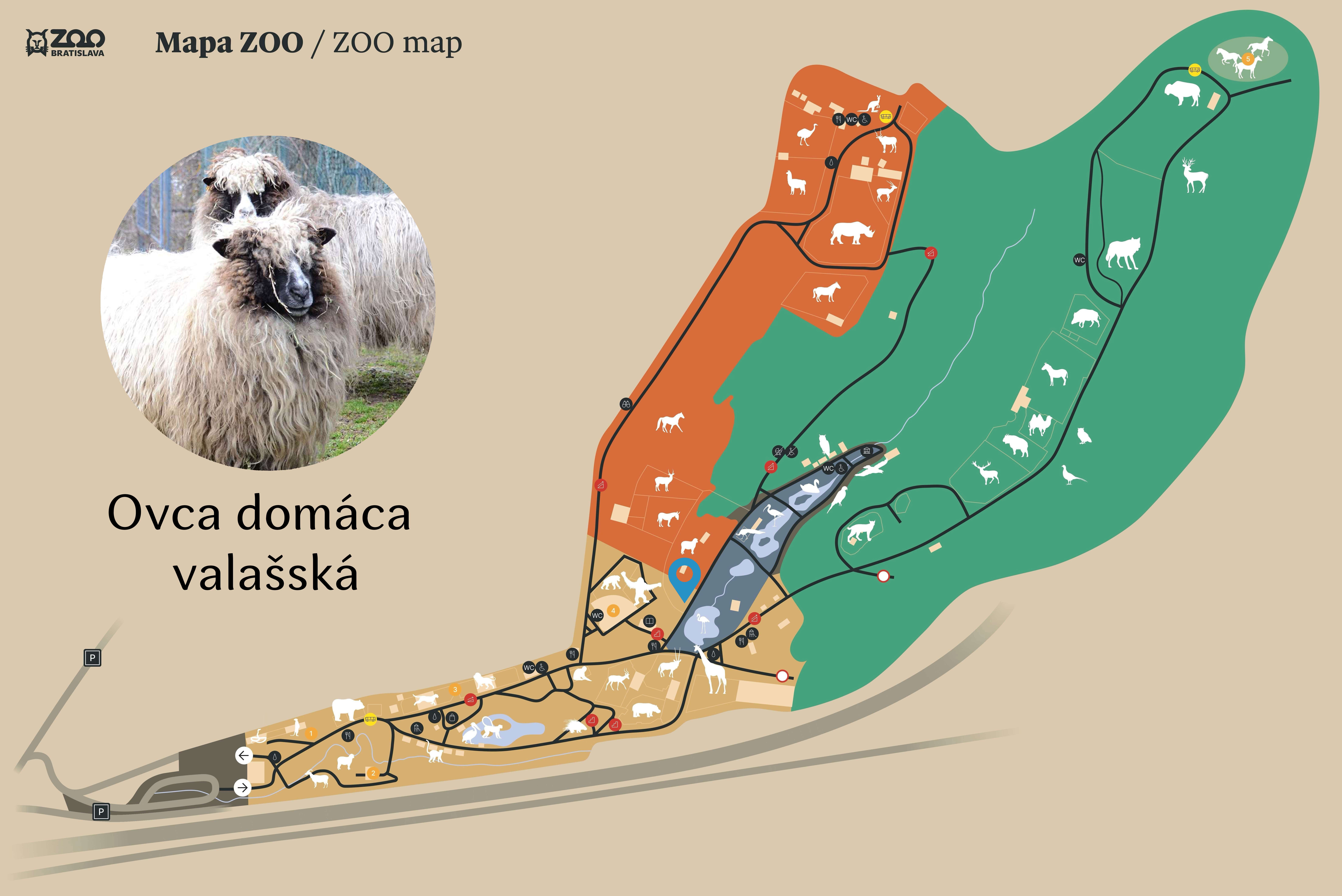 Poloha Ovca domáca v ZOO