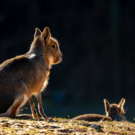 Patagonian mara