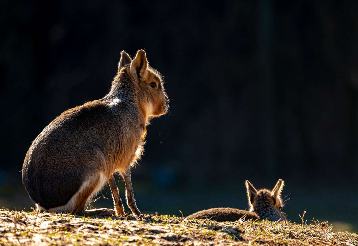 Patagonian mara