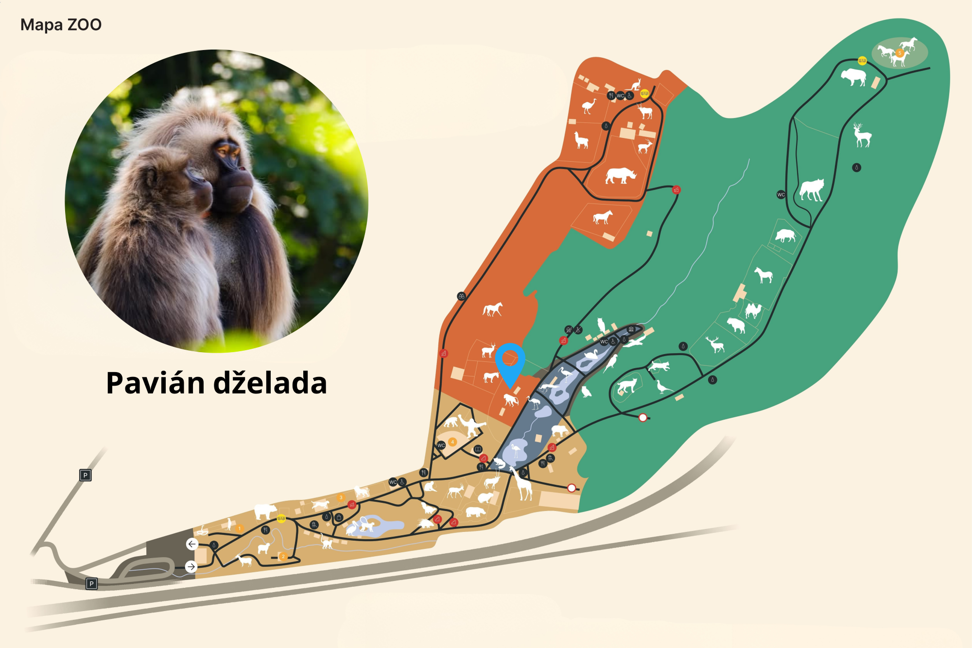 Poloha Pavián dželada v ZOO