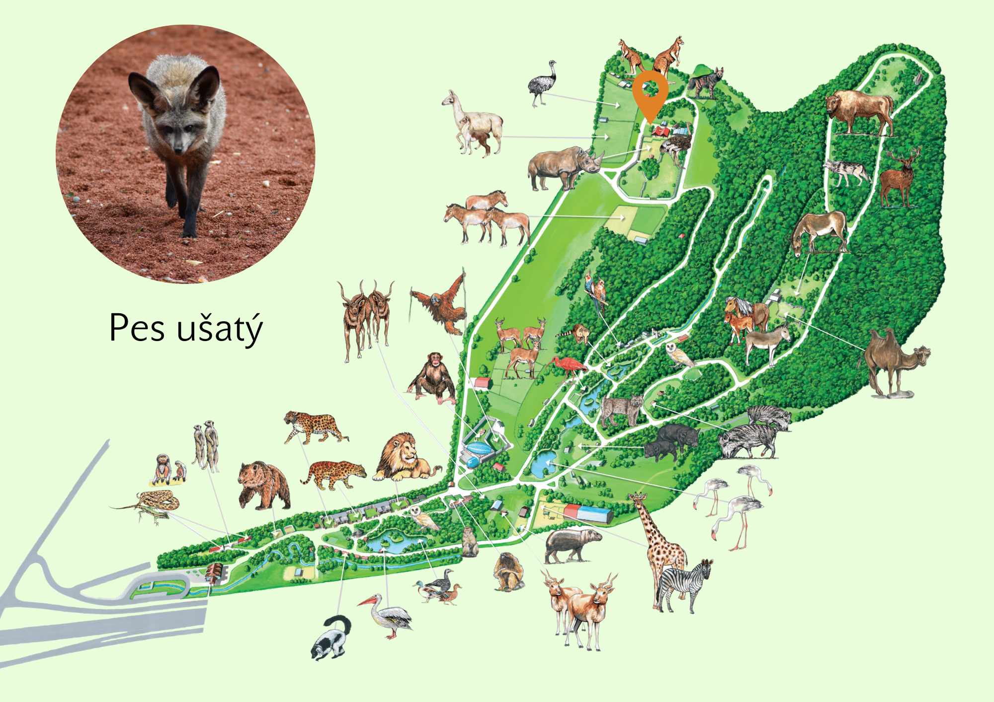 ZOO Pes ušatý Exhibition