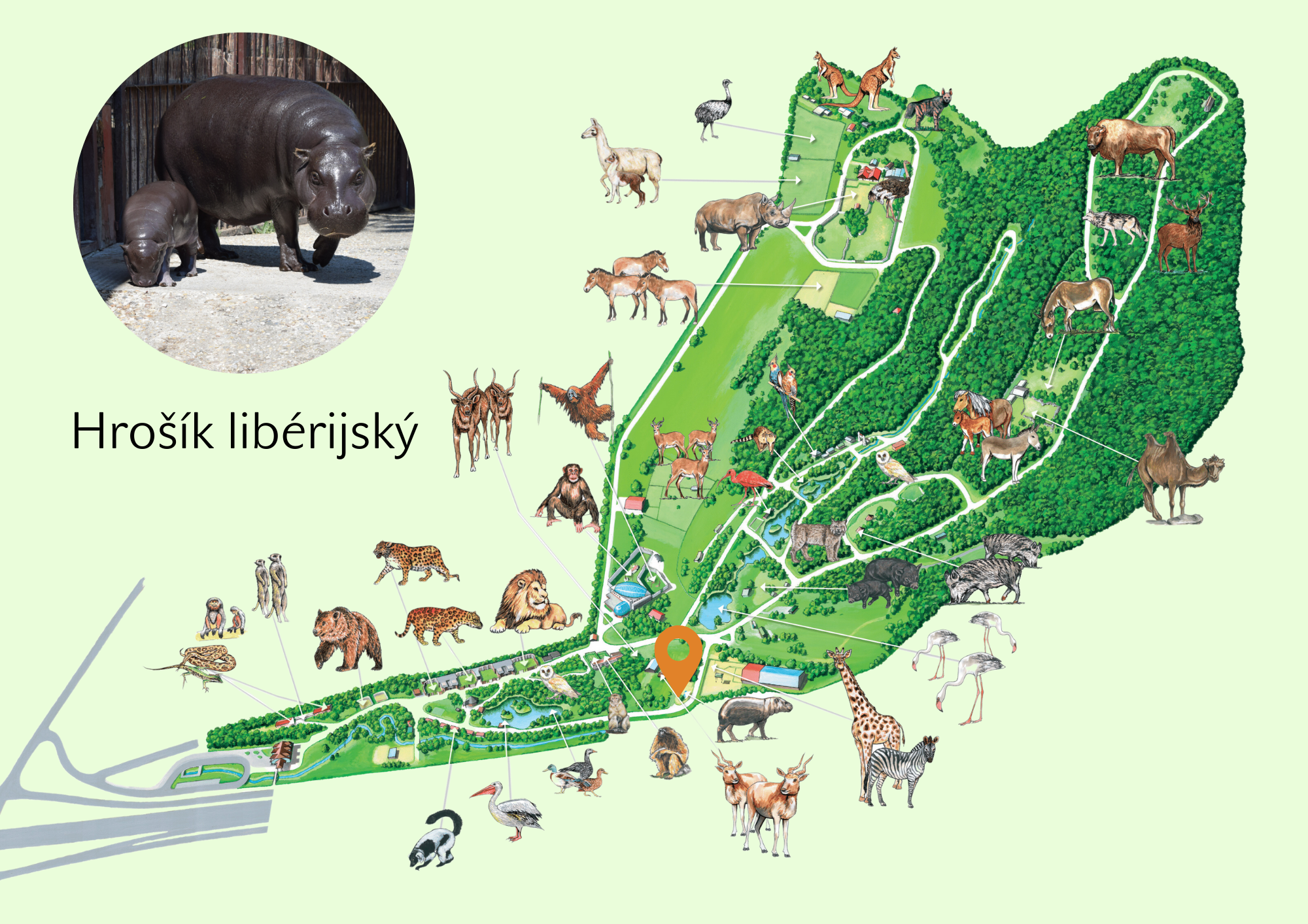 Poloha Hrošík libérijský v ZOO