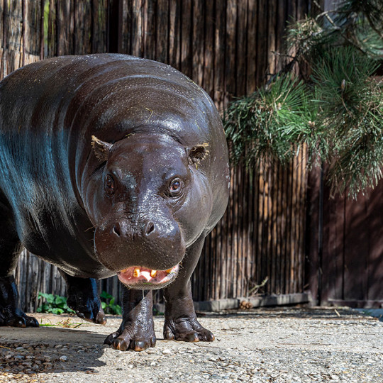 Pygmy hippopotamus