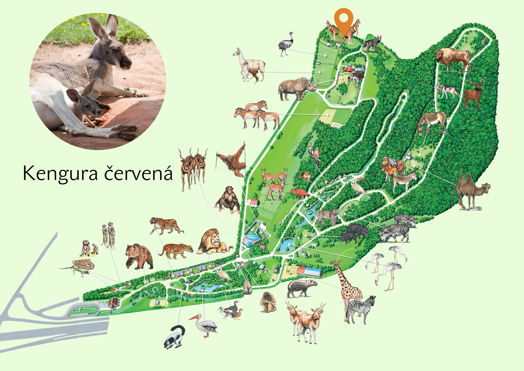 ZOO Red kangaroo Exhibition