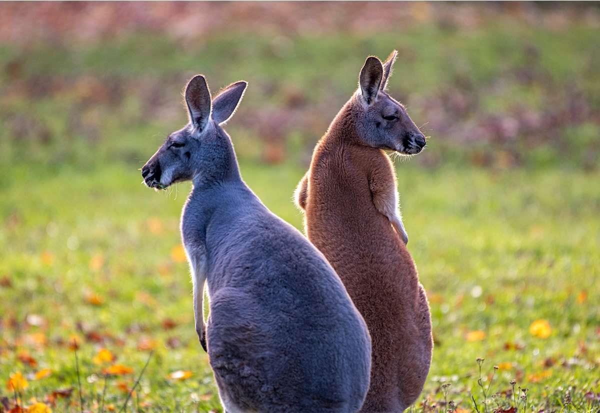 Red kangaroo