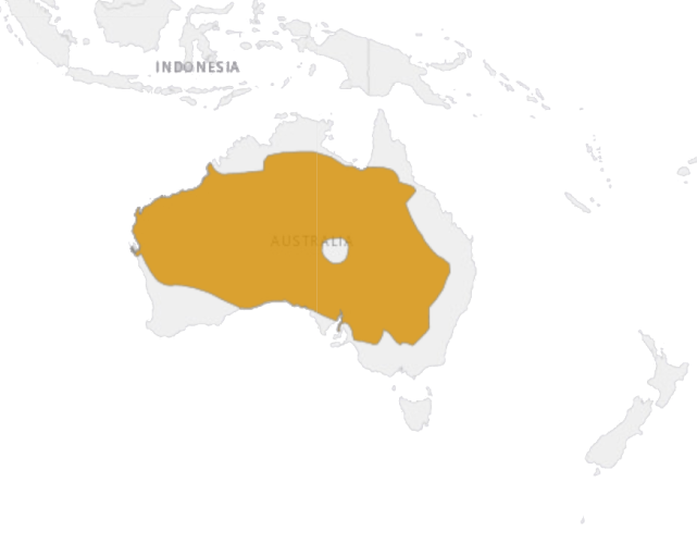 Location Red kangaroo