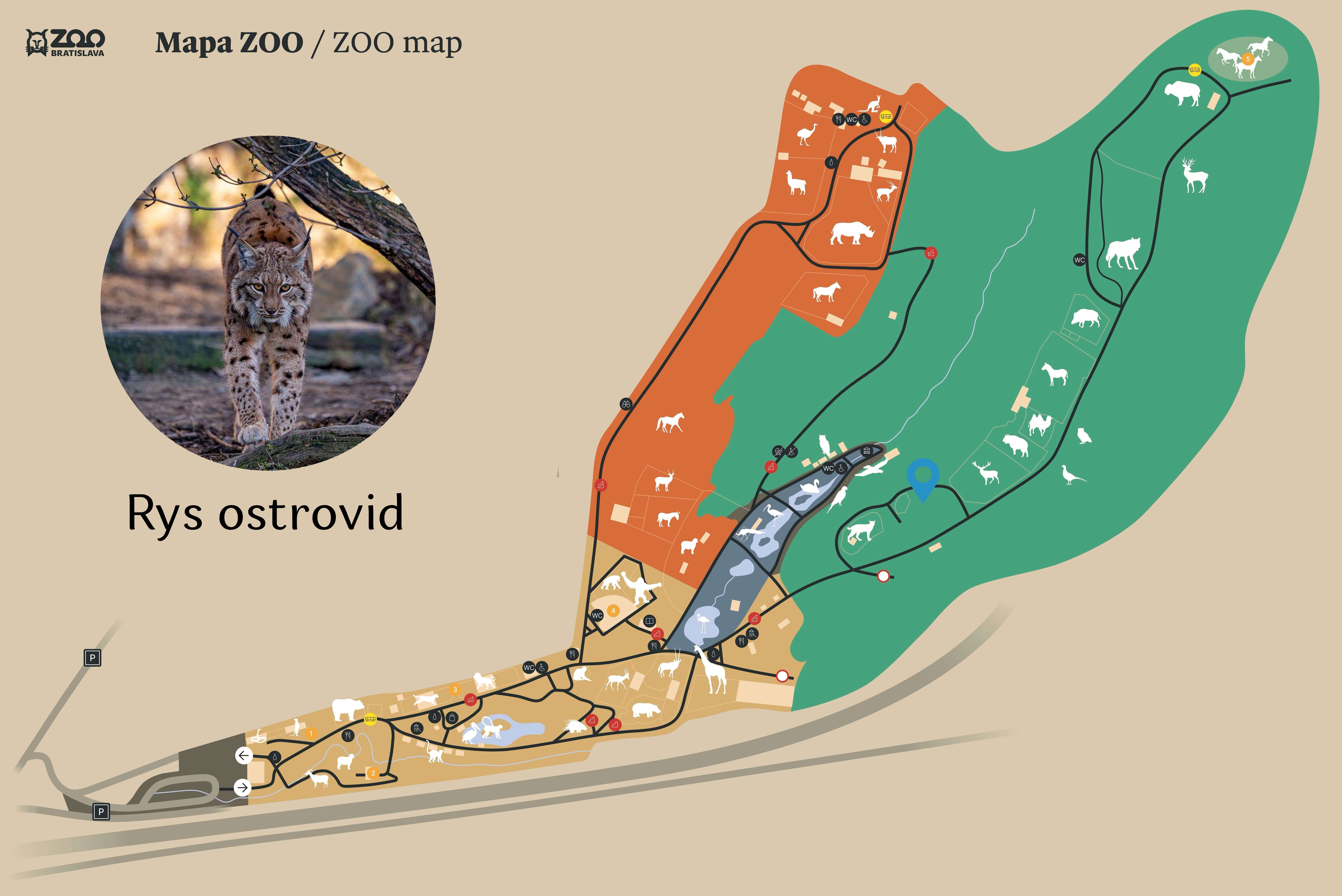 ZOO Rys ostrovid Exhibition