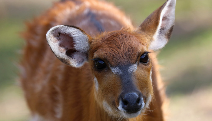 Sitatunga západná (270 €/rok)