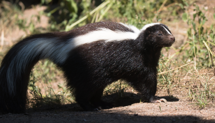 Skunk pruhovaný (100 €/rok) 