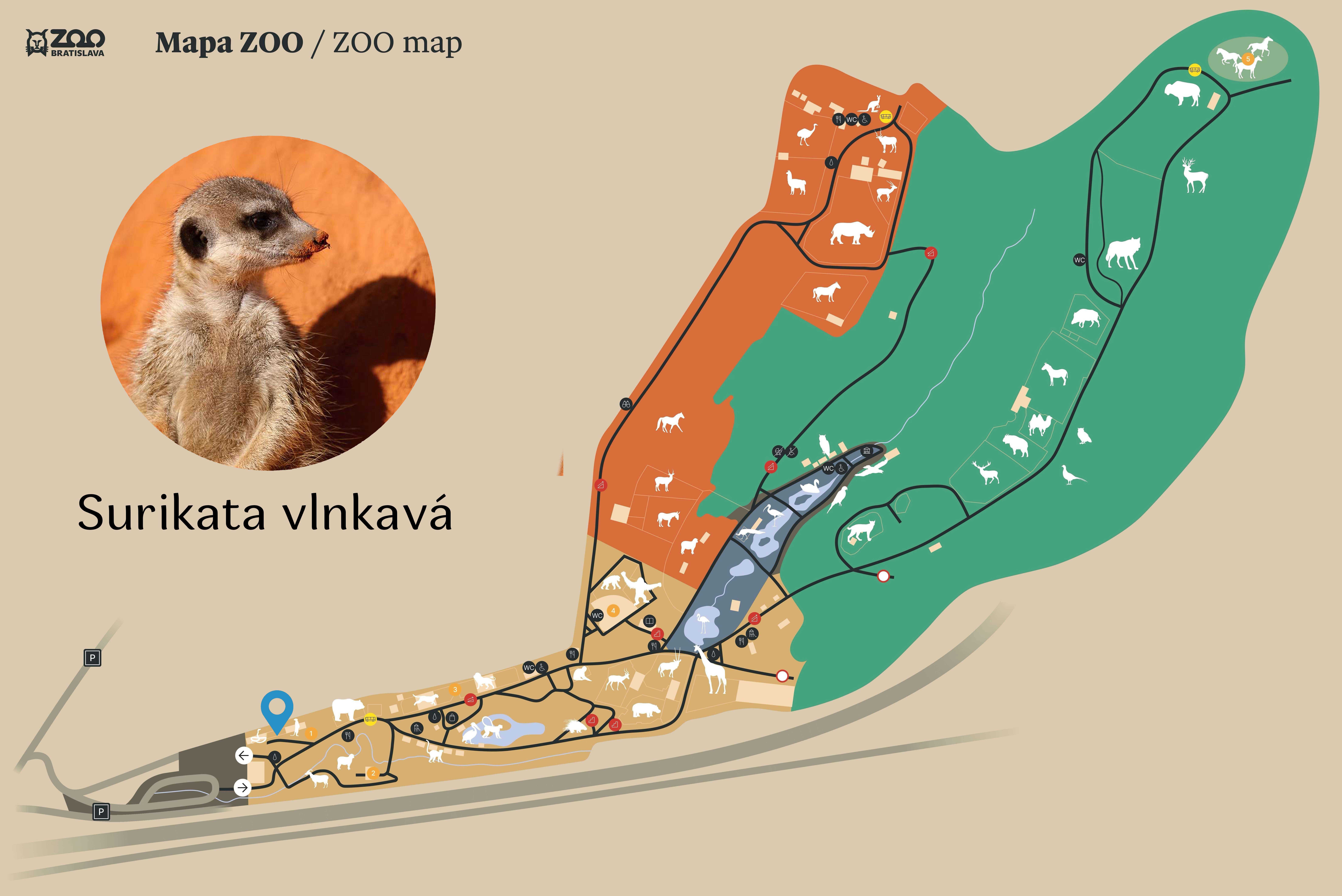ZOO Surikata vlnkavá Exhibition