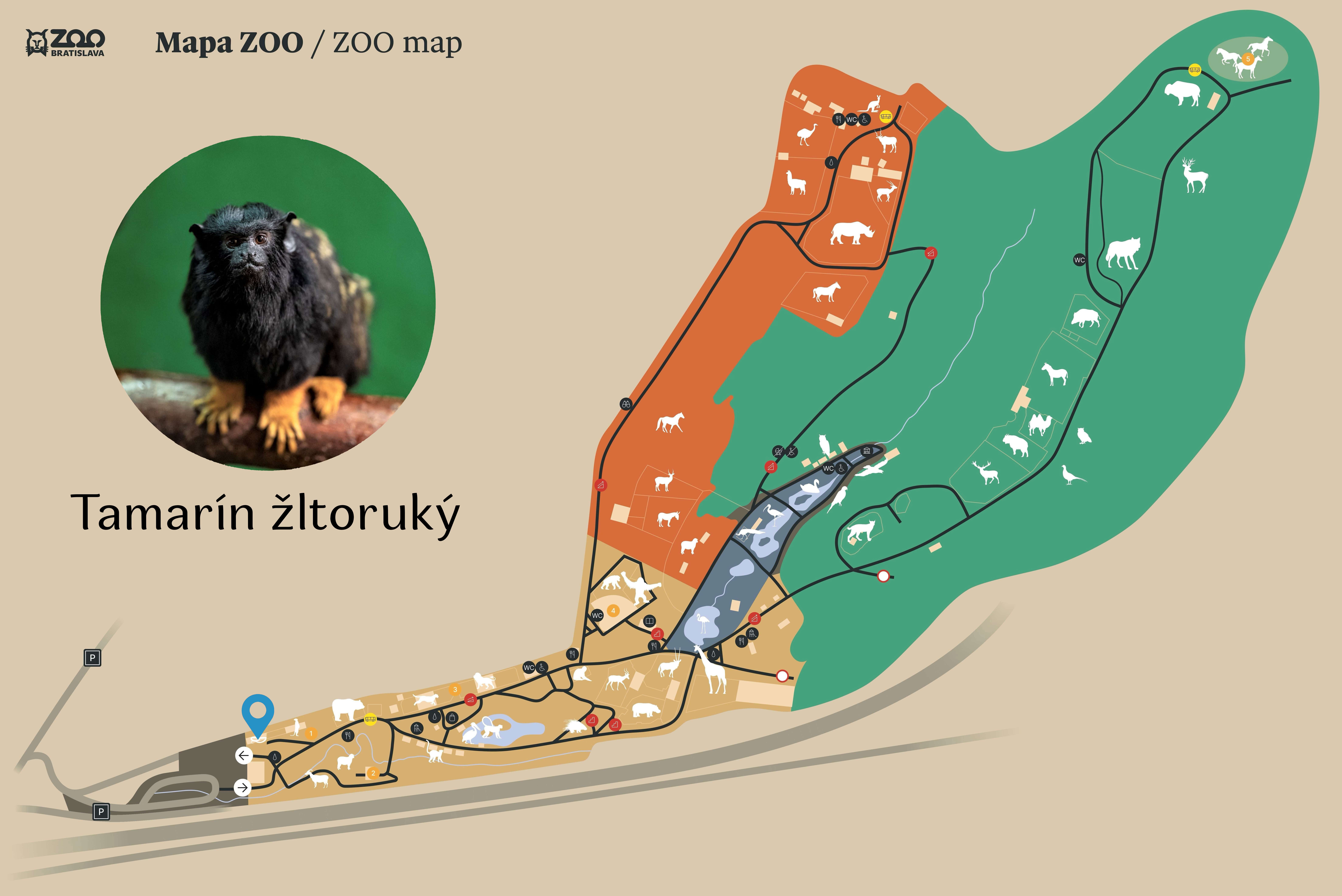 ZOO Tamarín žltoruký Exhibition