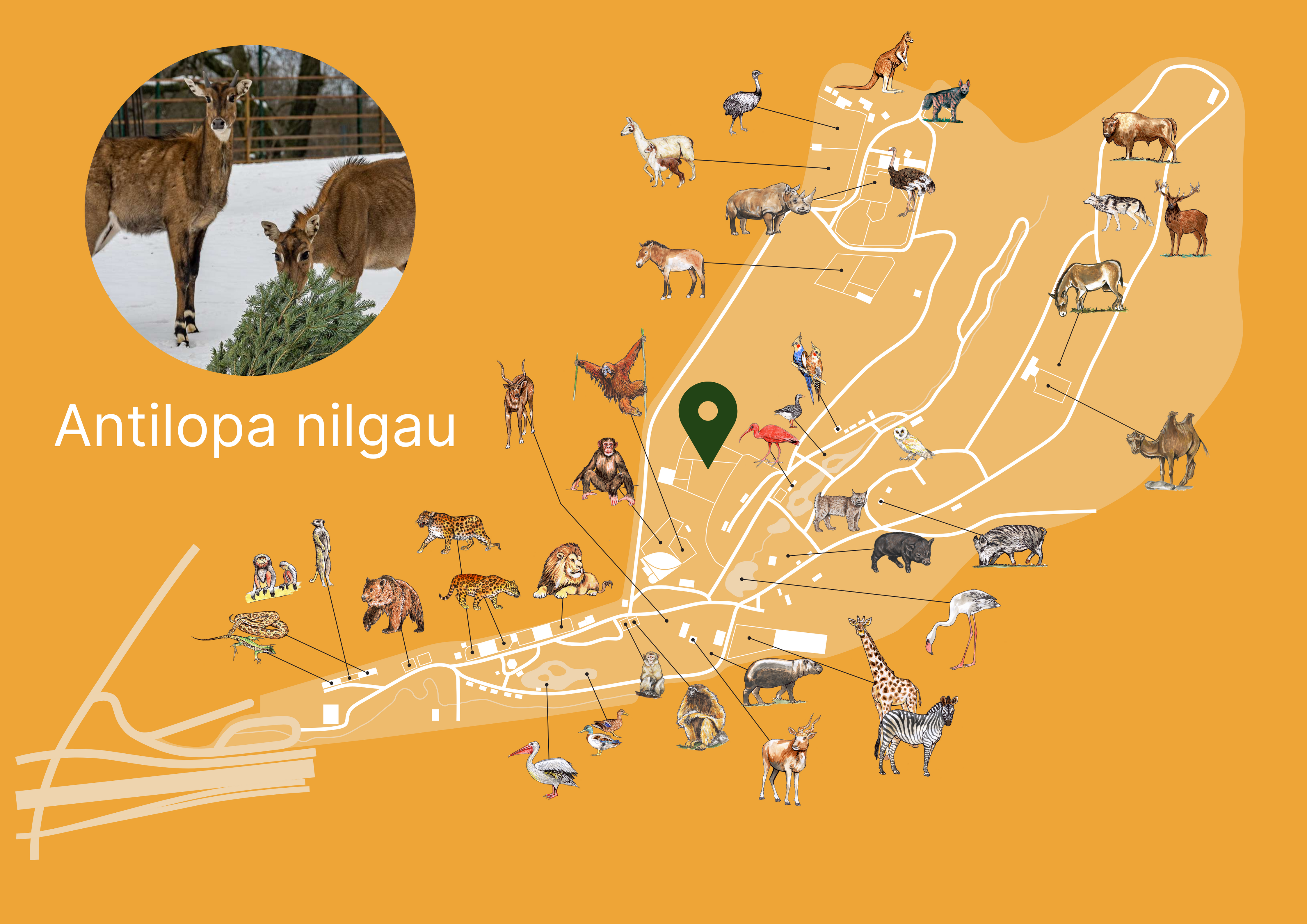 ZOO Nilgai Exhibition