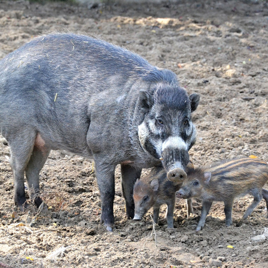 Visayan warty pig