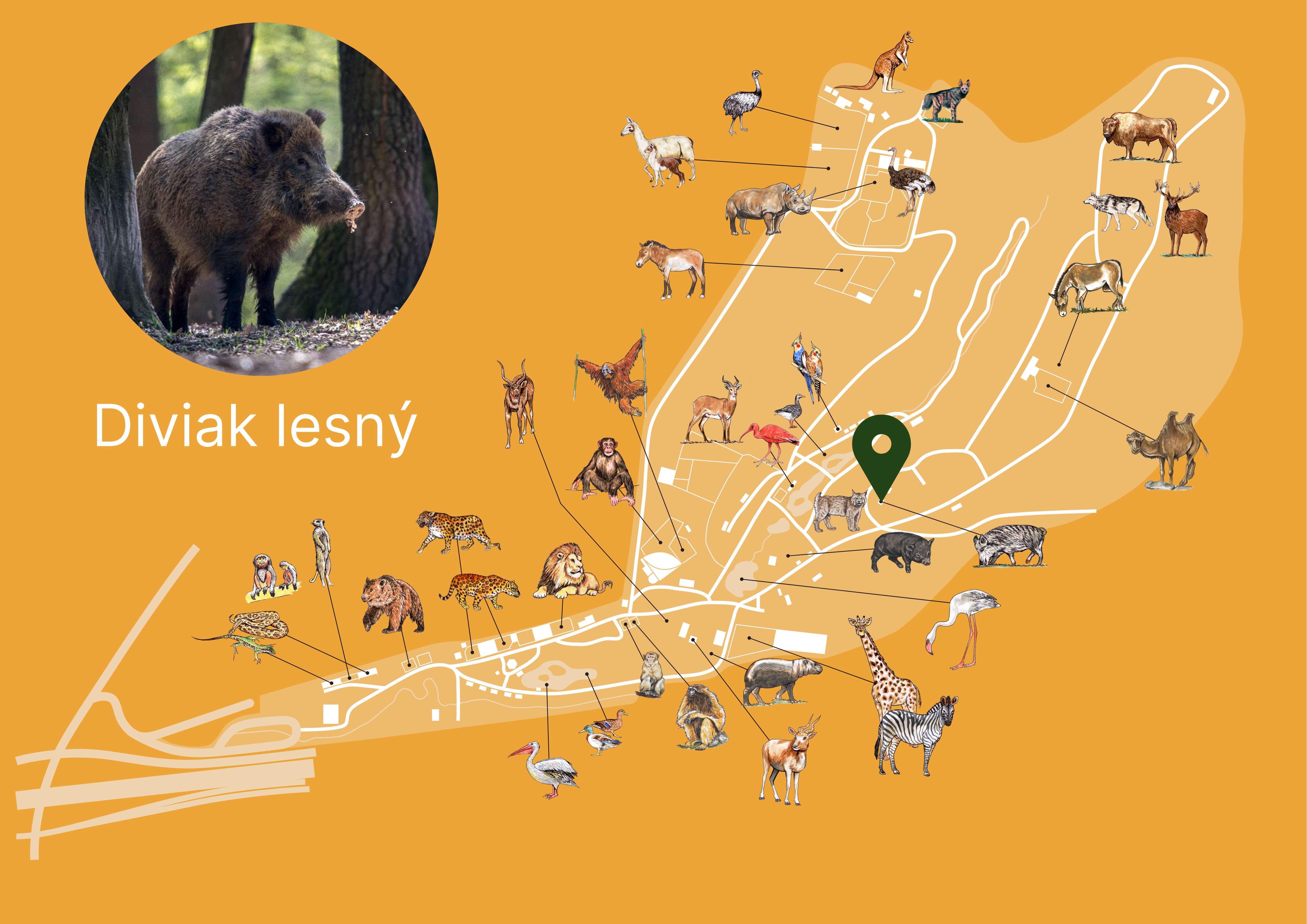 Poloha Diviak lesný v ZOO