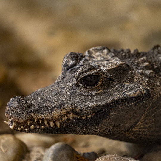 African dwarf crocodile 
