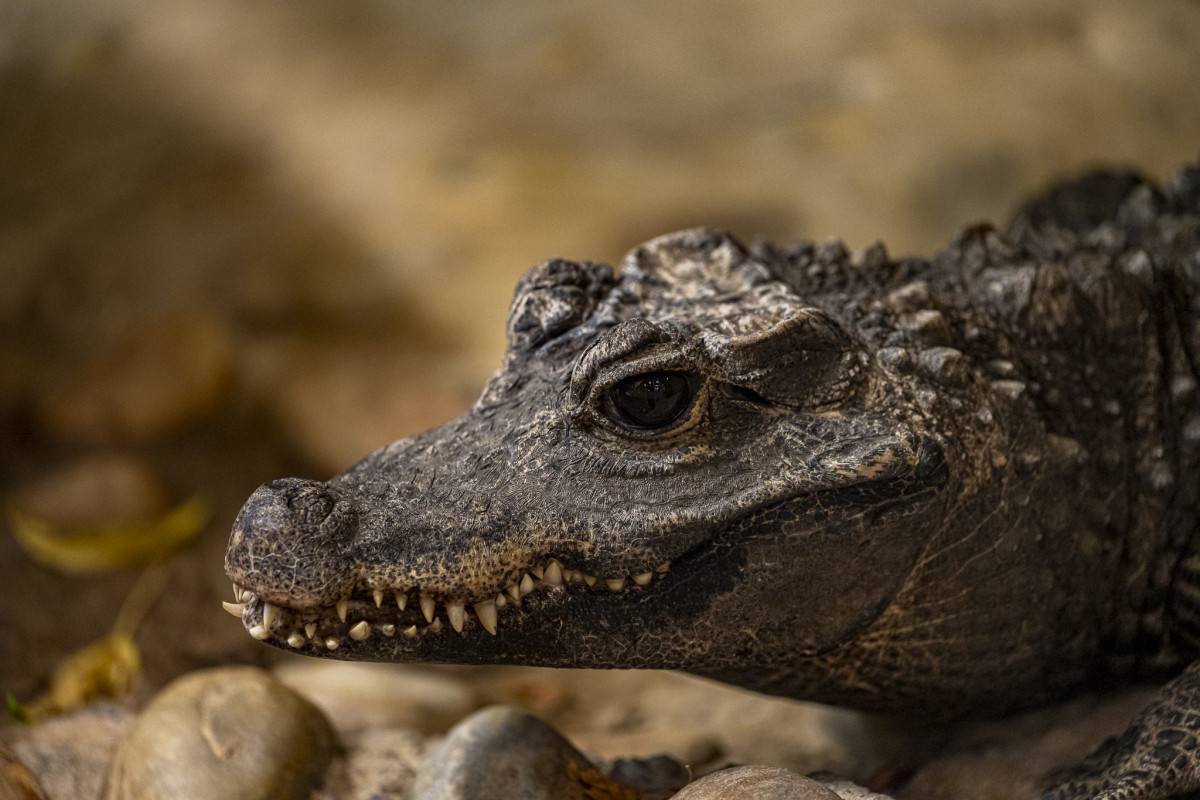 African dwarf crocodile 