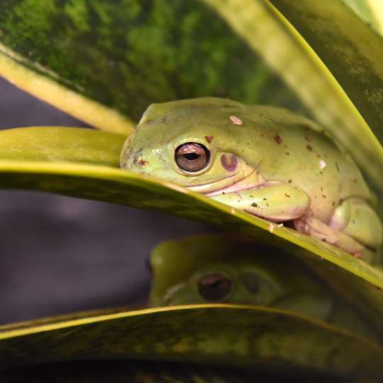 Australian Green Treefrog