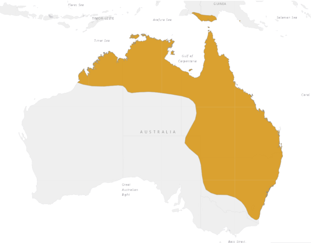 Location Australian Green Treefrog