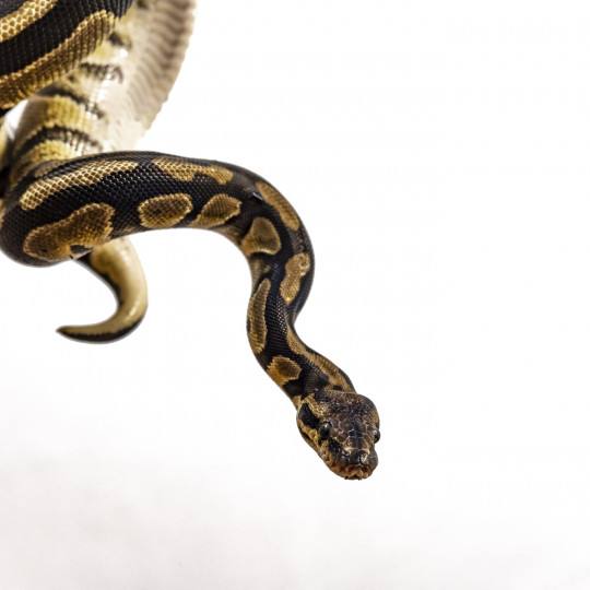 Ball python 