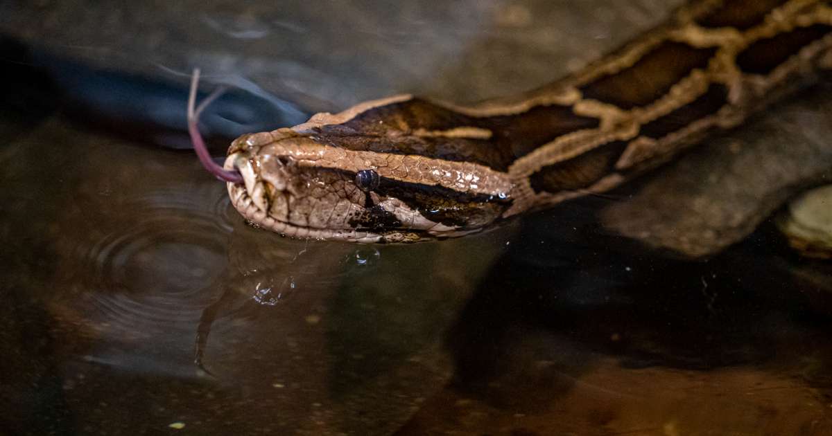 Burmese python | ZOO Bratislava