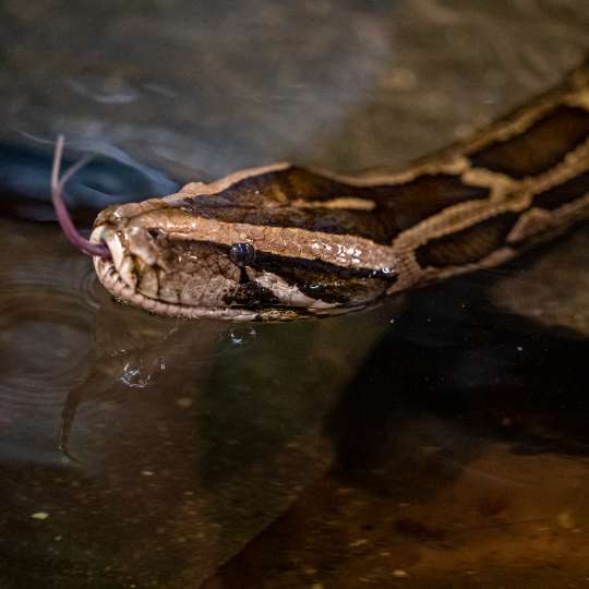 Burmese python 