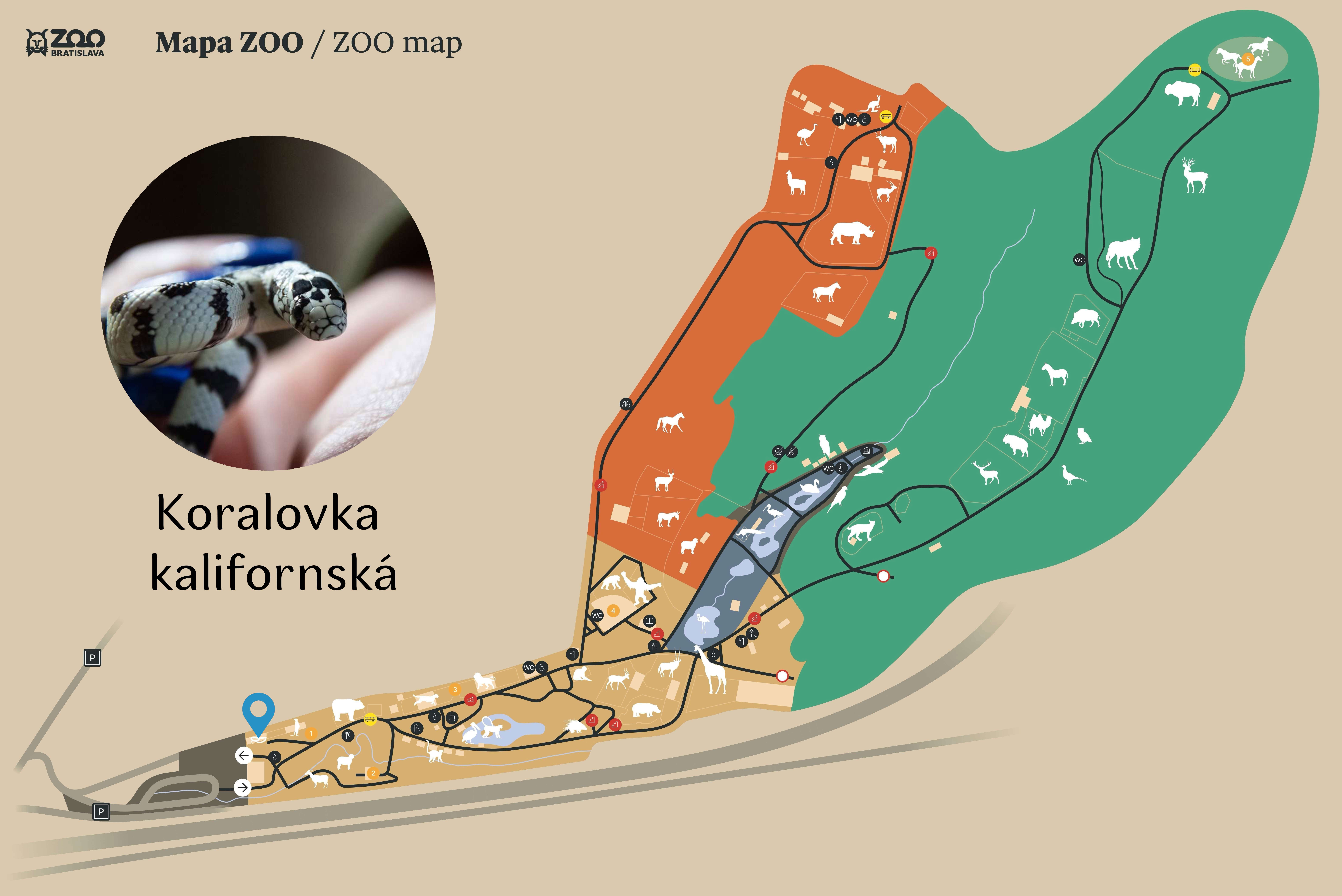 ZOO California kingsnake Exhibition