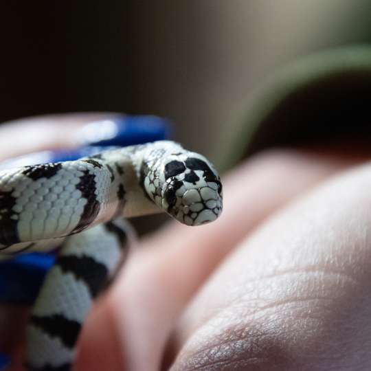 California kingsnake