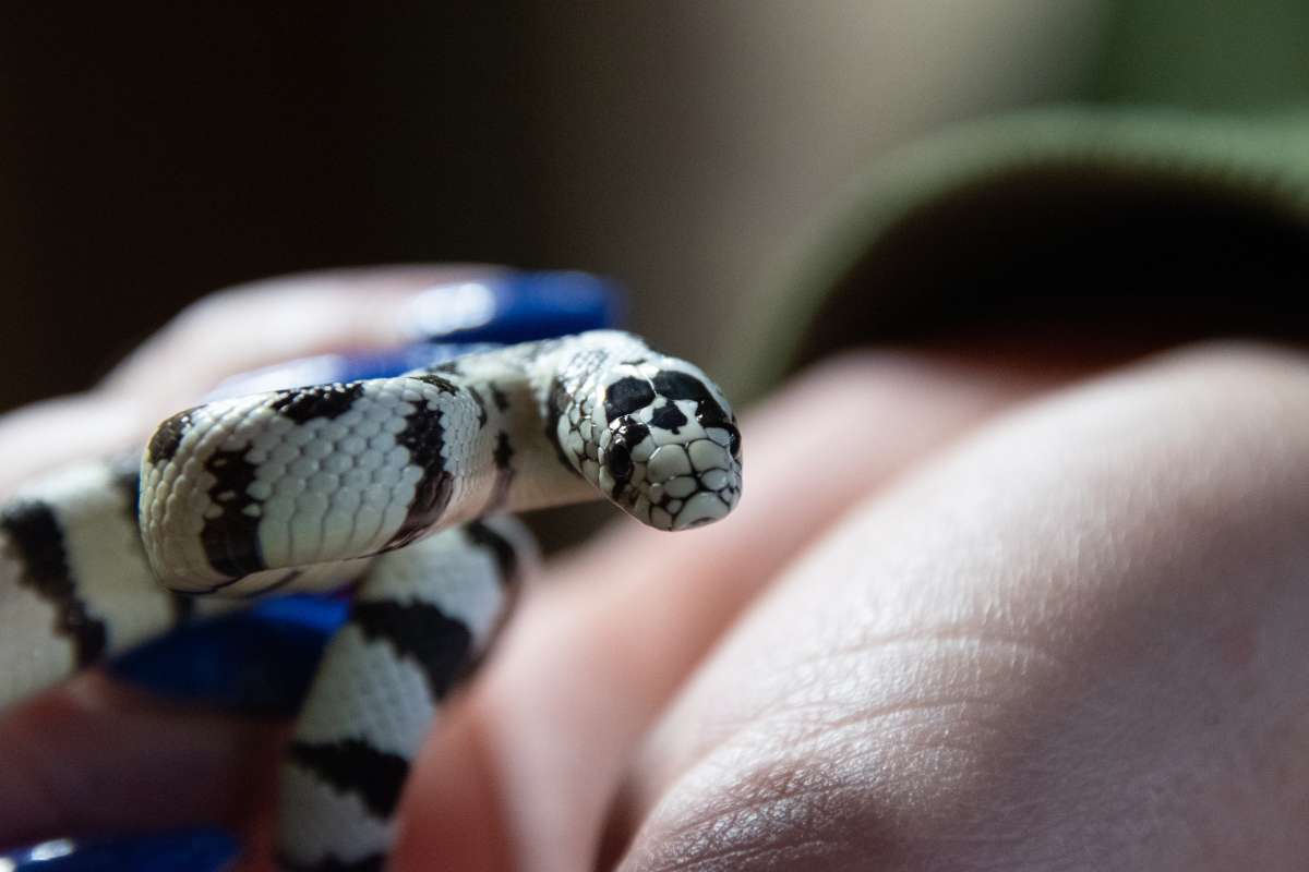 California kingsnake