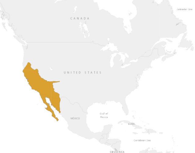 Location California kingsnake