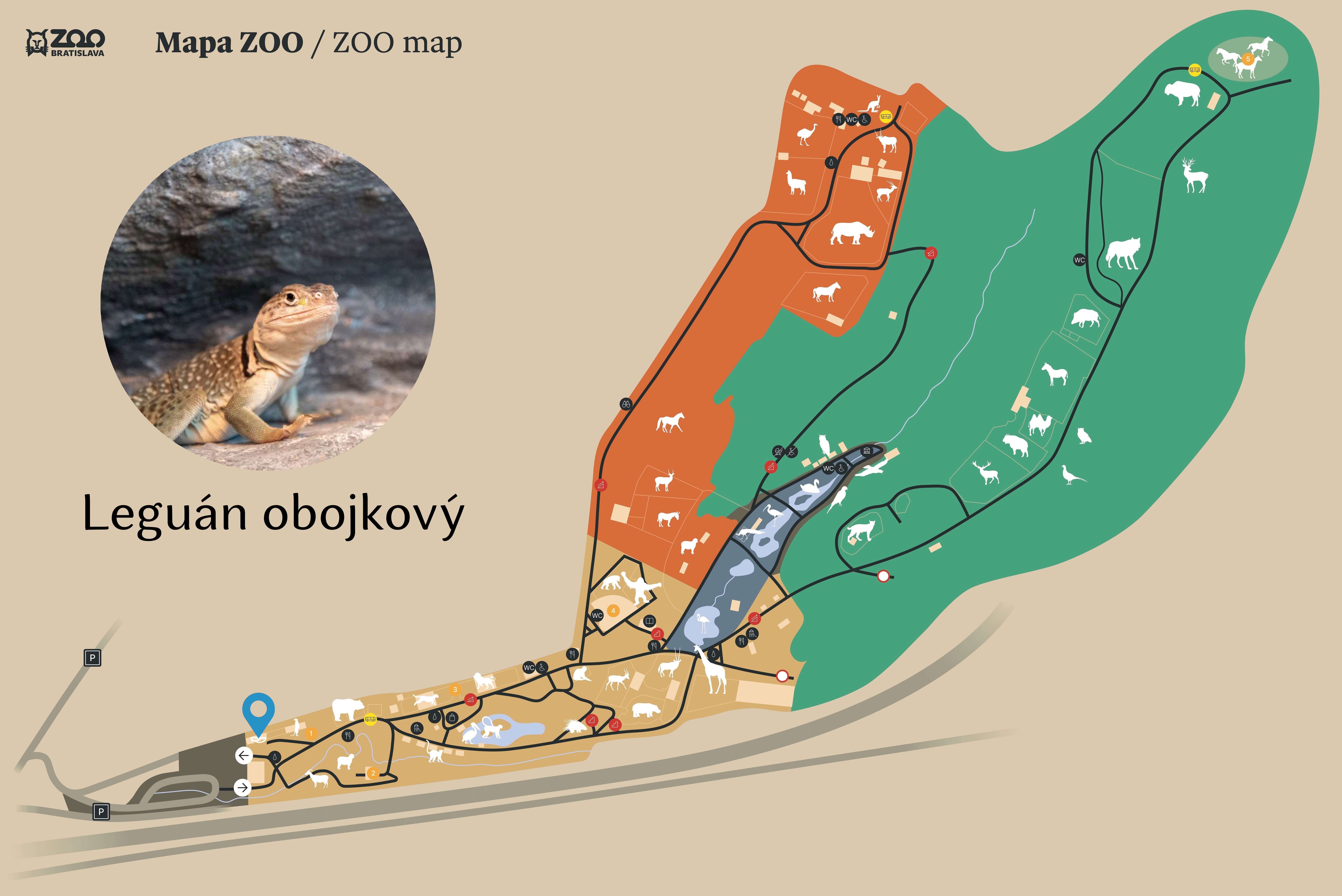 ZOO Collared lizard Exhibition