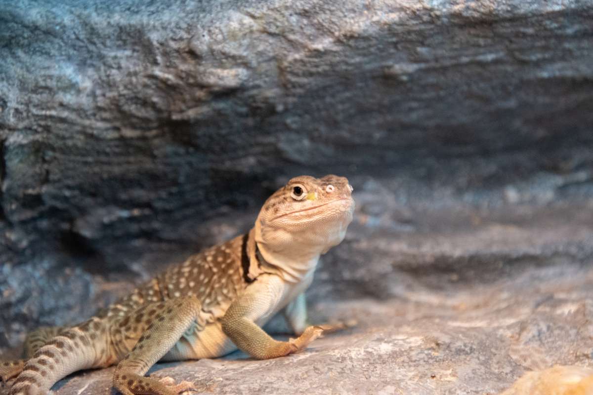 Collared lizard