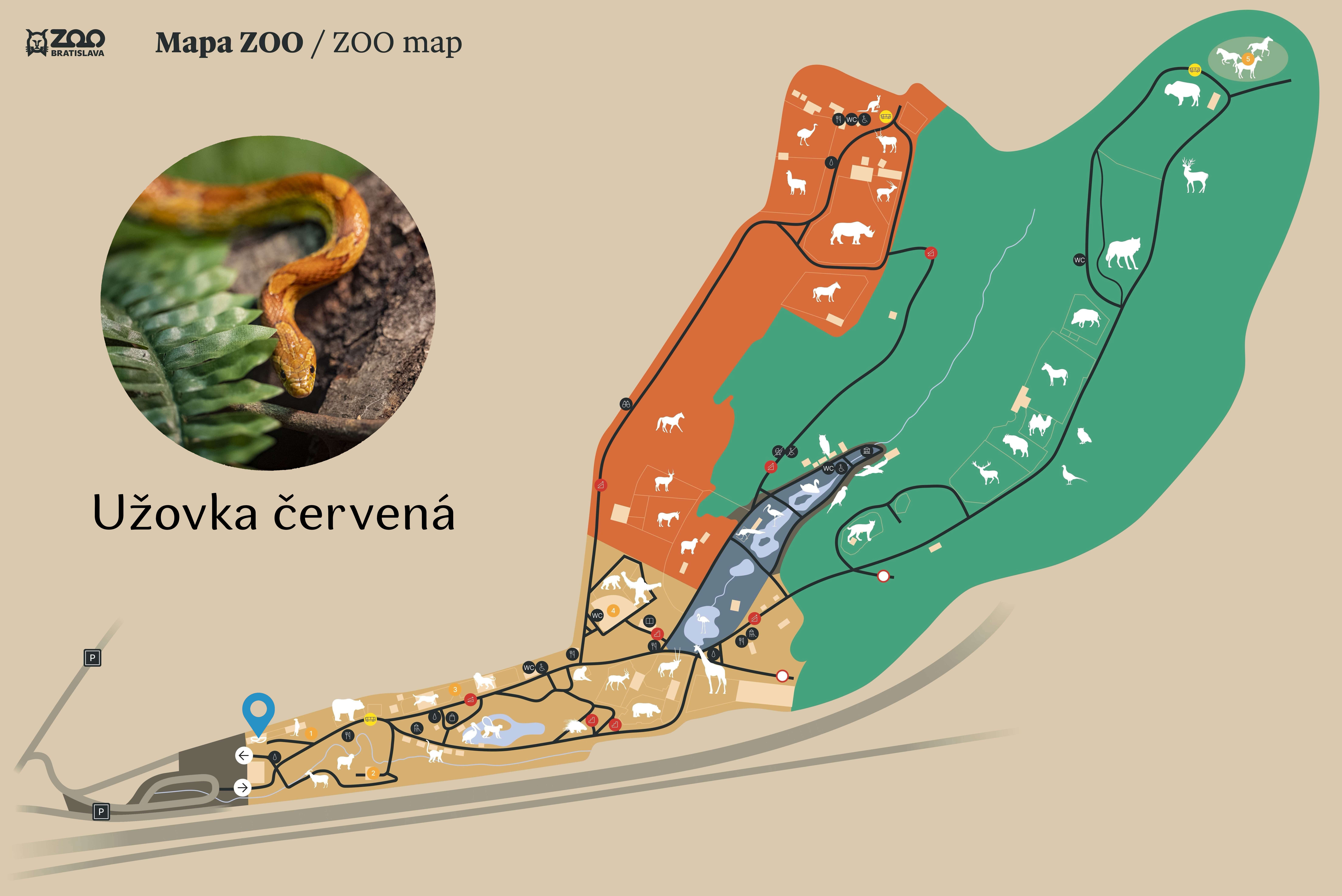 ZOO Cornsnake  Exhibition