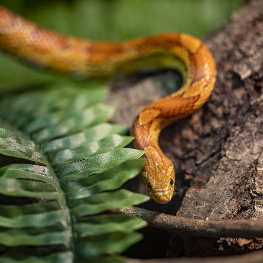 Cornsnake 