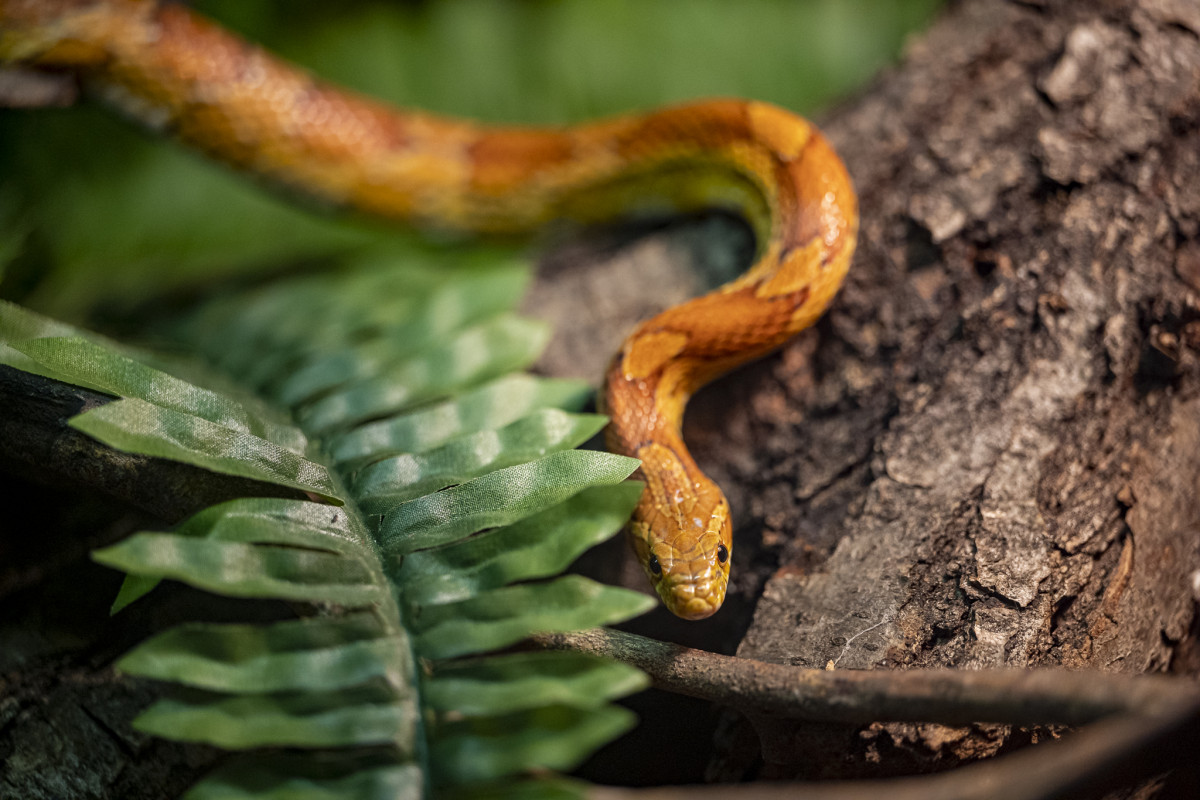 Cornsnake 