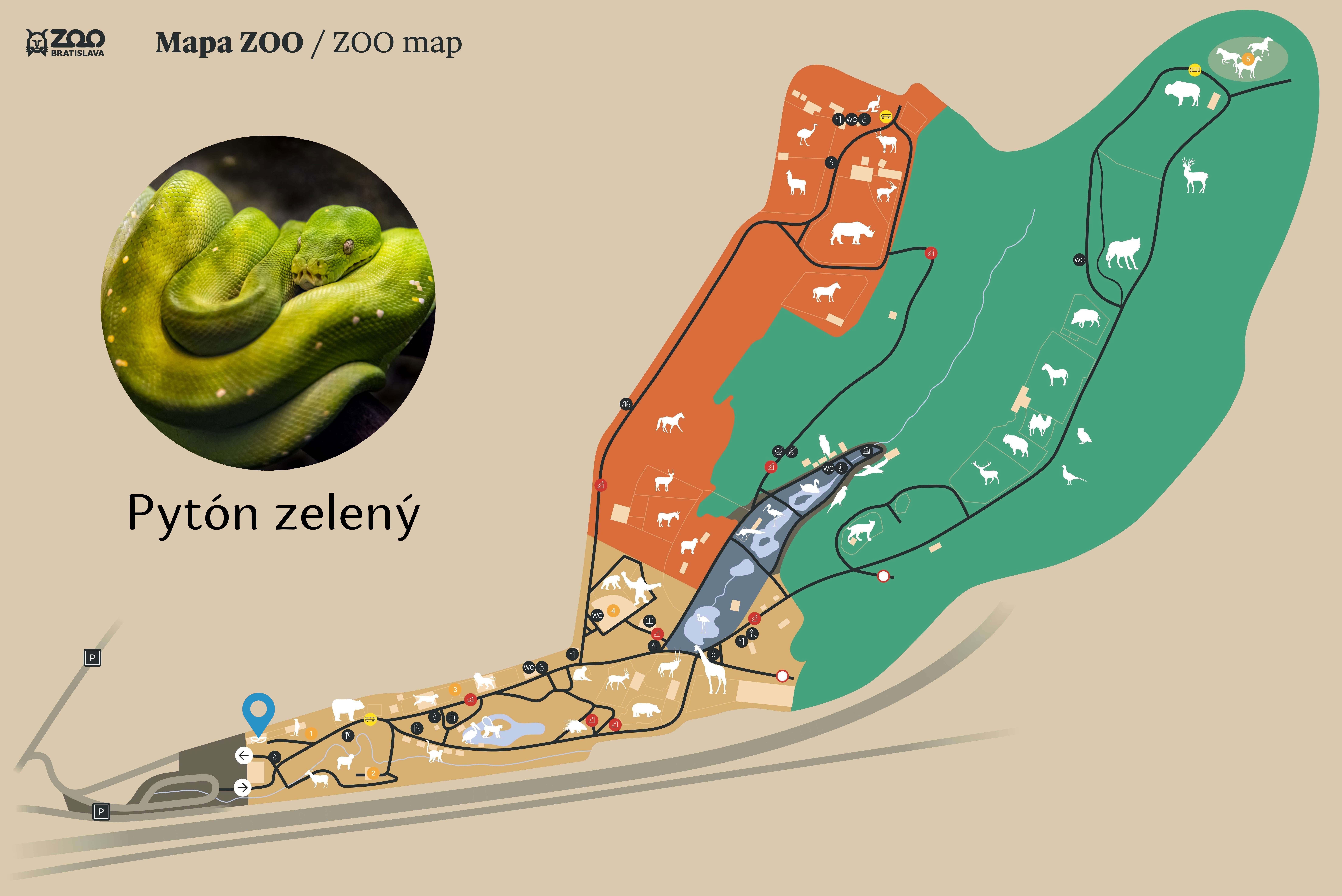 ZOO Green tree python  Exhibition
