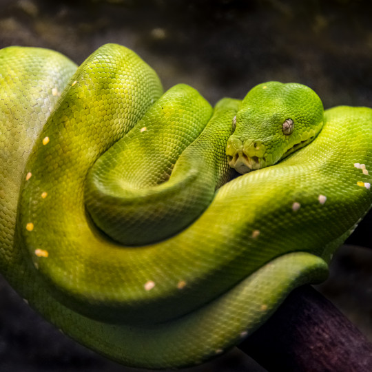 Animal Lexicon | ZOO Bratislava