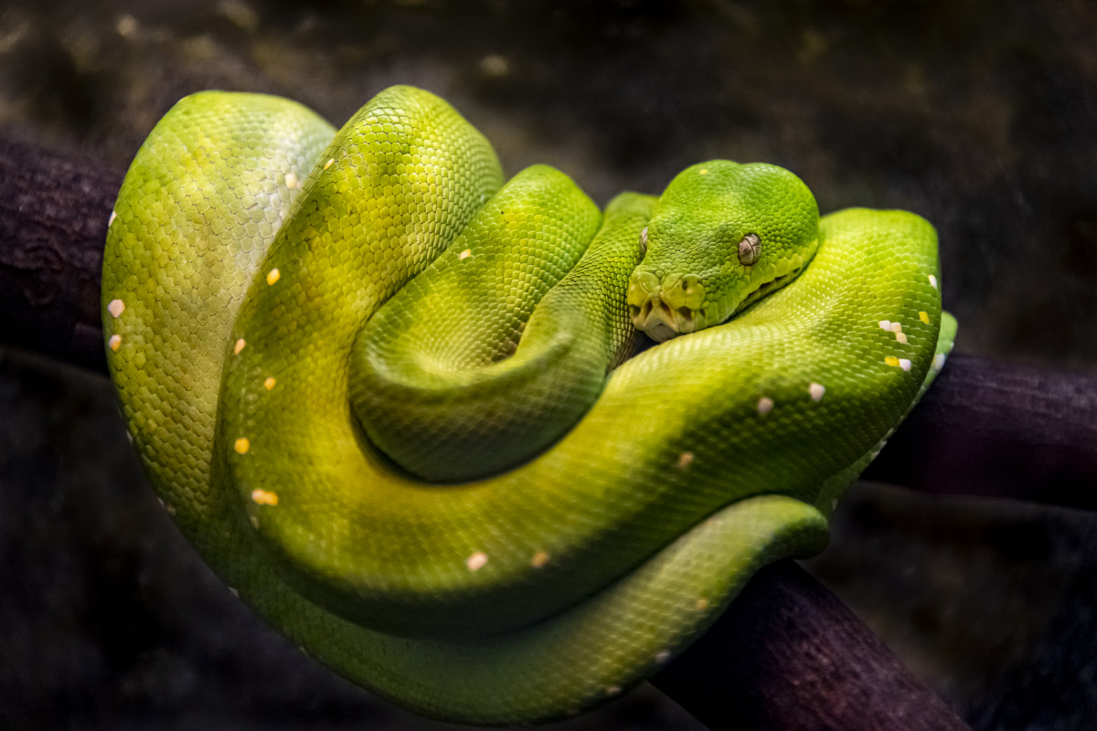 Green tree python 
