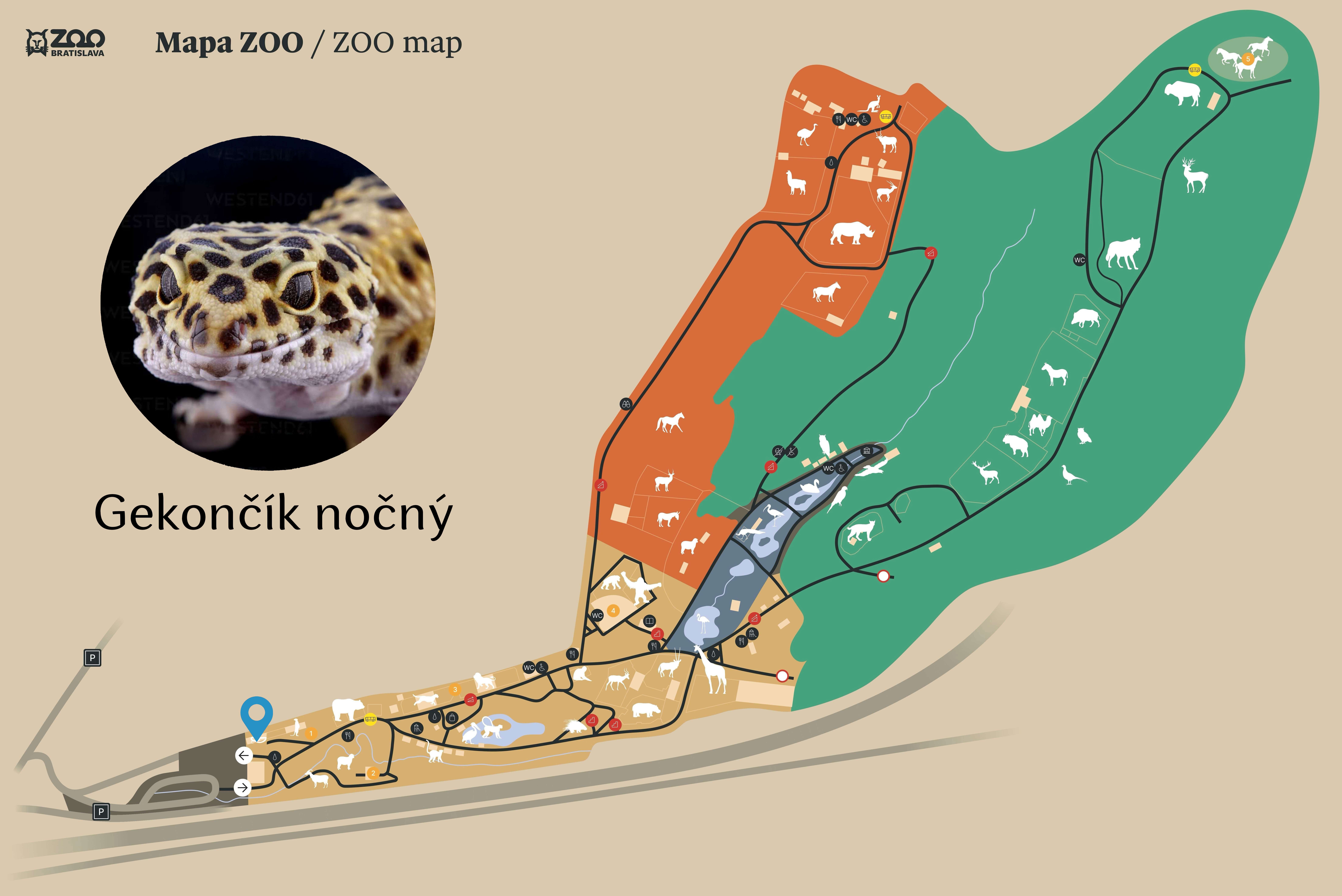 ZOO Leopard gecko  Exhibition