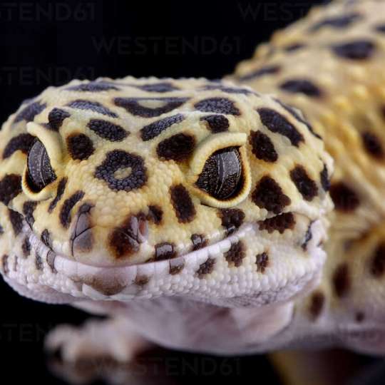 Leopard gecko 