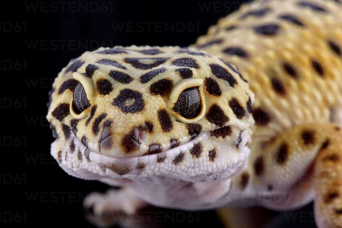 Leopard gecko 