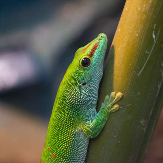 Madagascar day gecko
