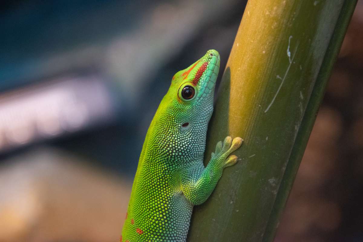 Madagascar day gecko