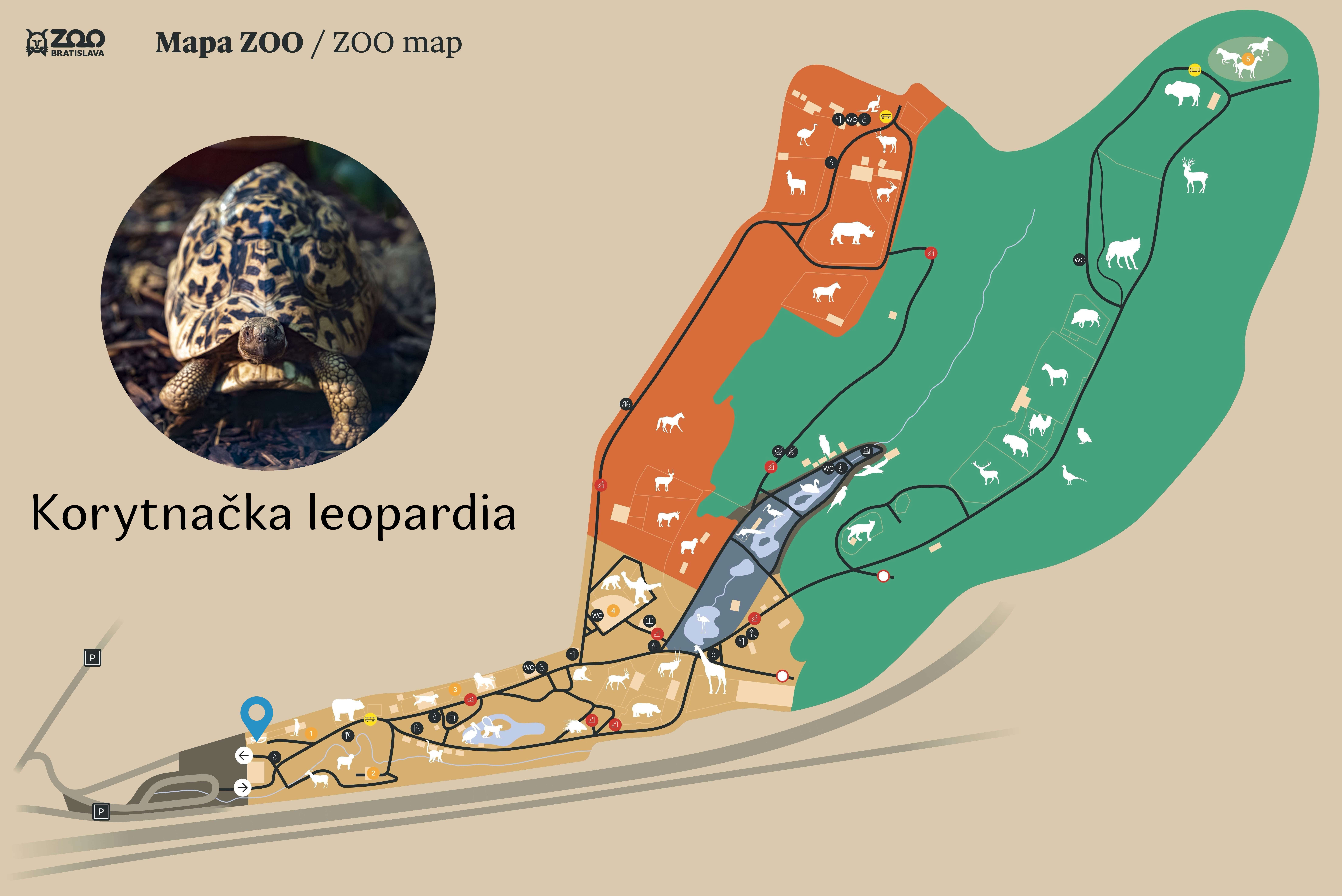 ZOO Northern leopard tortoise  Exhibition