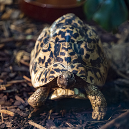 Northern leopard tortoise 