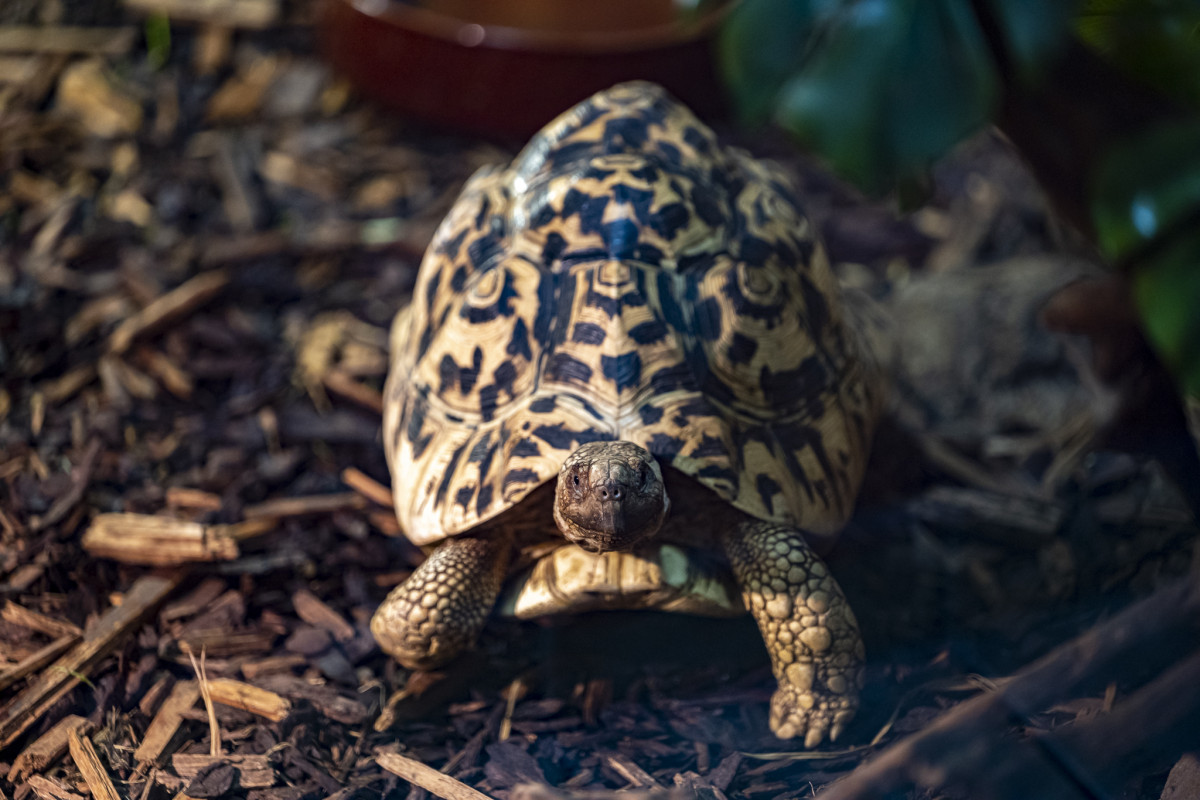 Northern leopard tortoise 