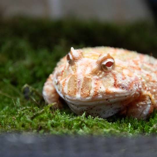 Ornate horned frog