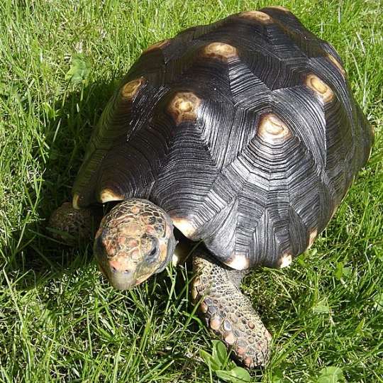 Red-footed tortoise